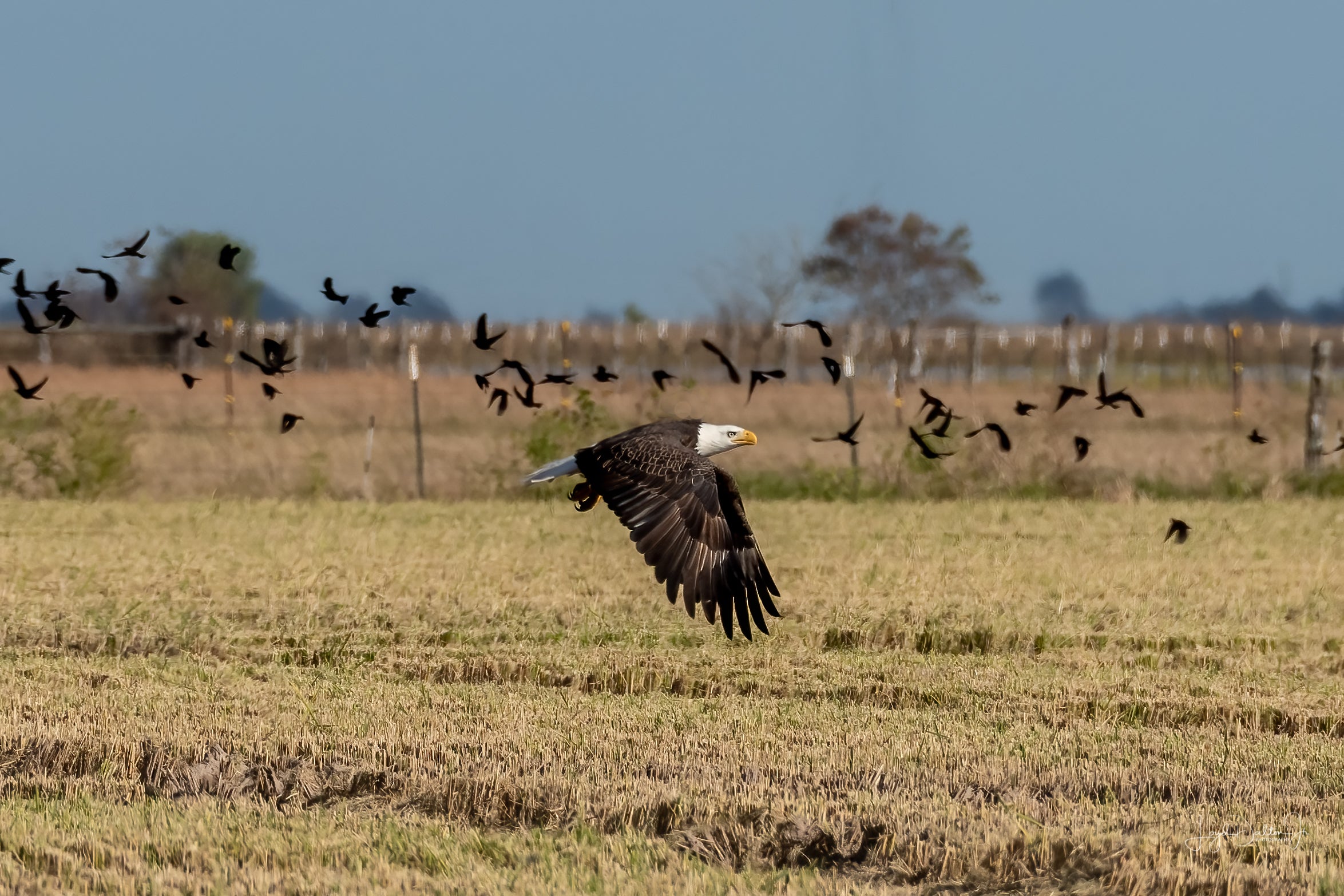 Bald Eagle flying in Woods Rice Farm
